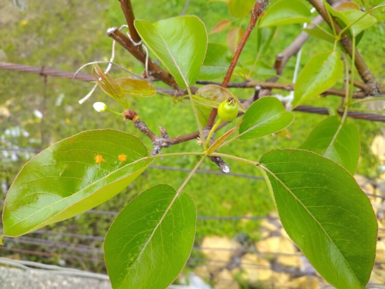 天氣轉趨濕冷-中市農業局籲請農友加強防治梨赤星病