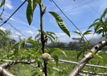 中市桃低溫災損-農業局提醒4/8前可申請現金救助
