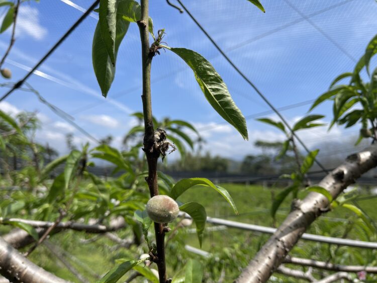 中市桃低溫災損-農業局提醒4/8前可申請現金救助