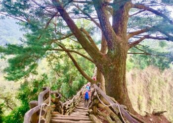 台中大坑眺景秘境開箱！-觀旅局：4月到大坑5號步道感受雲霧繚繞風情