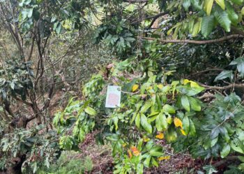 荔枝椿象毋免驚！中市觀旅局釋放平腹小蜂保護大坑登山遊客