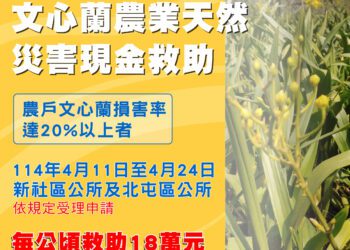 中市新社區及北屯區文心蘭災損-4/24前可申請現金救助