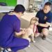 毛英雄健康出任務！動保處提供搜救犬與警犬疫苗保護