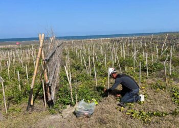 推動海岸生態復甦!中市觀旅局揭大安海岸林復育成果