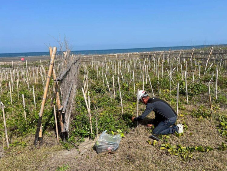 推動海岸生態復甦！中市觀旅局揭大安海岸林復育成果