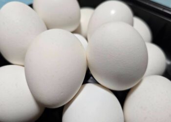 芬普尼問題蛋已售出…35家下游名單曝光