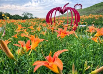賞金針花、向日葵不必跑花東!-中市后里環保公園花海掀起賞花熱潮