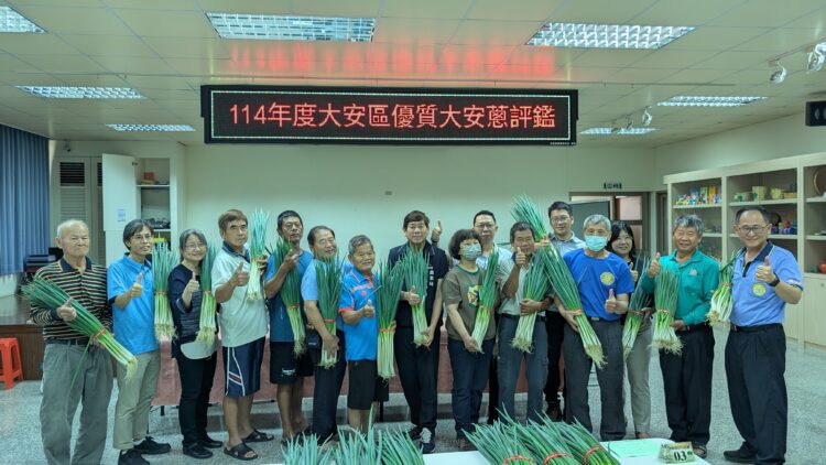 台中優質大安葱盛產期風味絕佳-農友黃加茵勇奪青葱冠軍