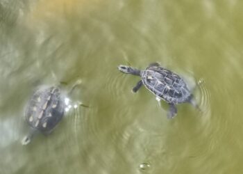 台中豐樂公園驚見斑龜產卵！-建設局擬設「烏龜友善產房」營造友善棲地