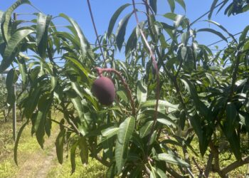 低溫造成中市改良種芒果災損-6/5前可申請現金救助