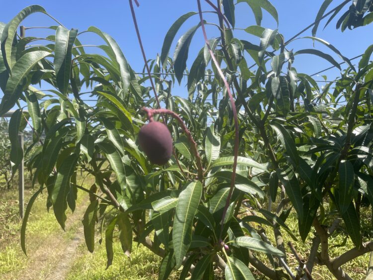 低溫造成中市改良種芒果災損-6/5前可申請現金救助