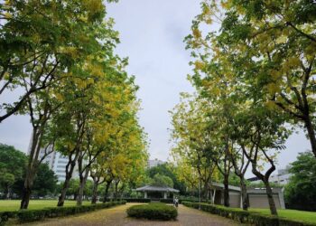 中市街頭夏日花季綻放！ -阿勃勒與大花紫薇共譜浪漫詩篇