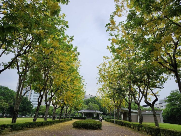 中市街頭夏日花季綻放！ -阿勃勒與大花紫薇共譜浪漫詩篇