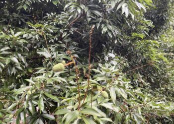 中市荔枝災損-5/28-6/11前可申請現金救助