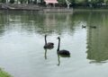 秋紅谷黑天鵝搬新家啦!-「鳶鳶」與「揚揚」飛向北大展開新生活