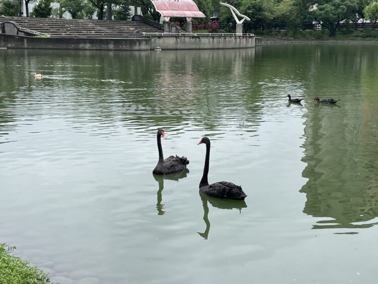 秋紅谷黑天鵝搬新家啦！-「鳶鳶」與「揚揚」飛向北大展開新生活
