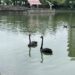 秋紅谷黑天鵝搬新家啦!-「鳶鳶」與「揚揚」飛向北大展開新生活