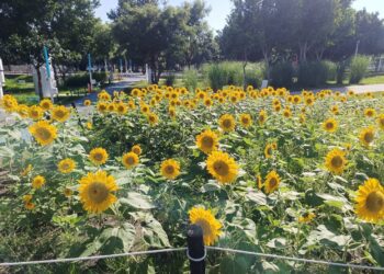 中央公園「向日葵花海」盛開！-中市建設局邀您共享金色療癒夏日