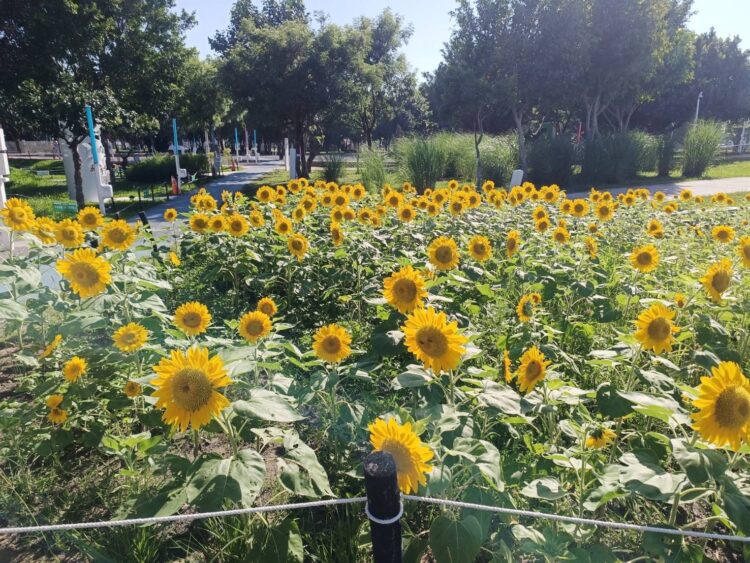 中央公園「向日葵花海」盛開！-中市建設局邀您共享金色療癒夏日