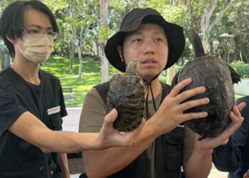 守護原生生態提升保育行動力!-中市建設局辦「斑龜辨識教育訓練」