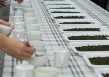 推廣梨山好茶-中市農業局輔導和平區農會辦理評鑑競賽成果出爐