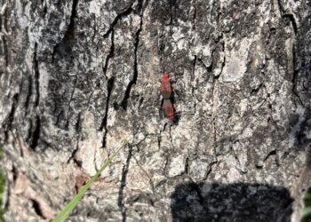 荔枝椿象出沒？-中市農業局澄清：為「紅姬緣椿象」無害勿驚慌
