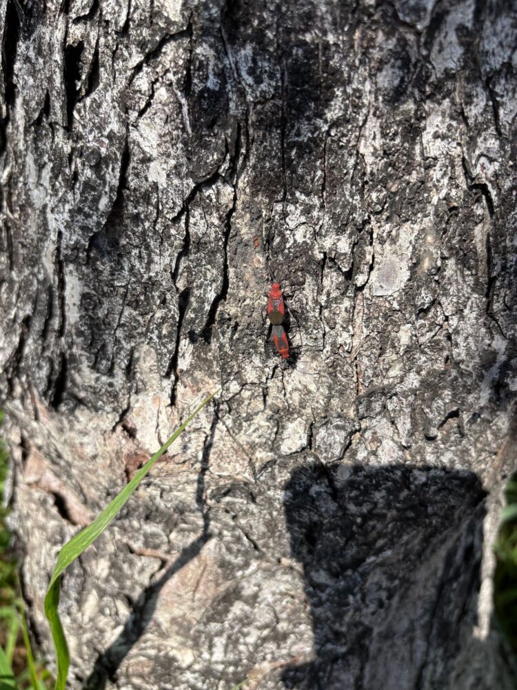 荔枝椿象出沒？-中市農業局澄清：為「紅姬緣椿象」無害勿驚慌
