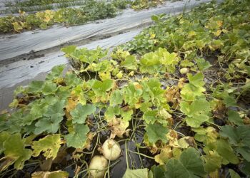 農業部公告中市為天然災害現金救助及低利貸款地區-農業局提醒7/24前申請
