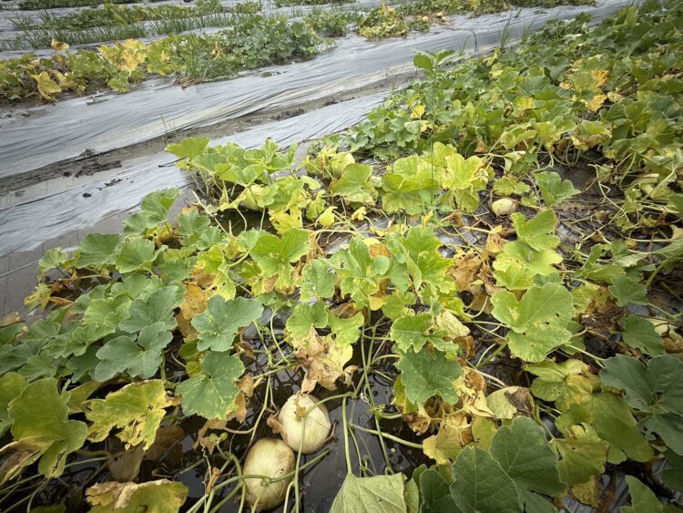 農業部公告中市為天然災害現金救助及低利貸款地區-農業局提醒7/24前申請