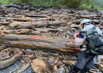 凱米強風豪雨帶出漂流木擱置溪床或海灘　林業保育署呼籲暫勿撿拾漂流木以免觸法