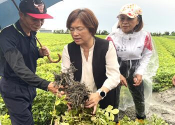 影音/豪雨重創彰化花生產區 王惠美籲中央及早核定災害補助