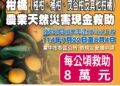 中市椪柑受天然災害影響-中市農業局提醒:8/4前可申請現金救助
