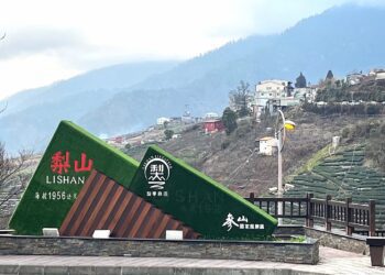 遊梨山避暑幸福巴士帶路!中市交通局推高海拔觀光包車帶你吃桃品茶