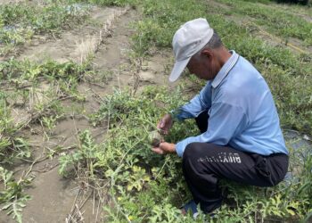 中市西瓜、黑后葡萄及金香葡萄災損-8/13前可申請現金救助