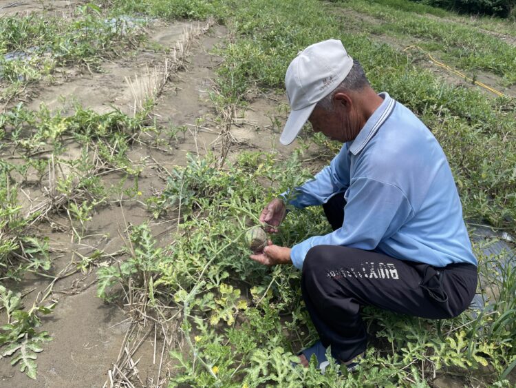中市西瓜、黑后葡萄及金香葡萄災損-8/13前可申請現金救助