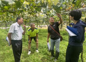 台中市優質葡萄永續領鮮市級評鑑結果揭曉-農友王坤達勇奪五星獎殊榮