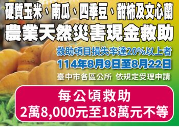 中市甜柿、硬質玉米、南瓜、文心蘭、四季豆災損　8/22前可申請現金救助