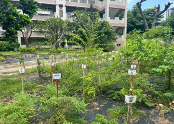 從樹苗到森林-中市教師共同打造淨零綠校園藍圖