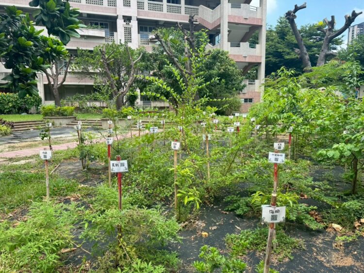 從樹苗到森林-中市教師共同打造淨零綠校園藍圖