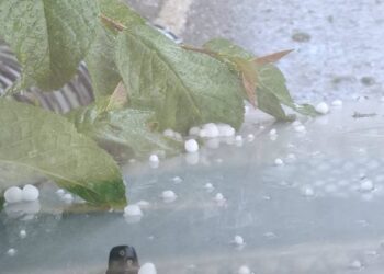 梨山地區下冰雹-中市府持續關心對農作物生產影響