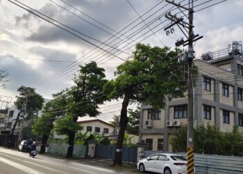 黑板樹病株、浮根掀磚藏危機!-中市建設局明啟動石岡豐勢路樹換植工程