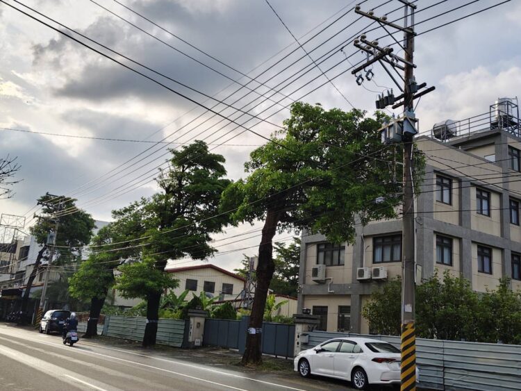 黑板樹病株、浮根掀磚藏危機！-中市建設局明啟動石岡豐勢路樹換植工程