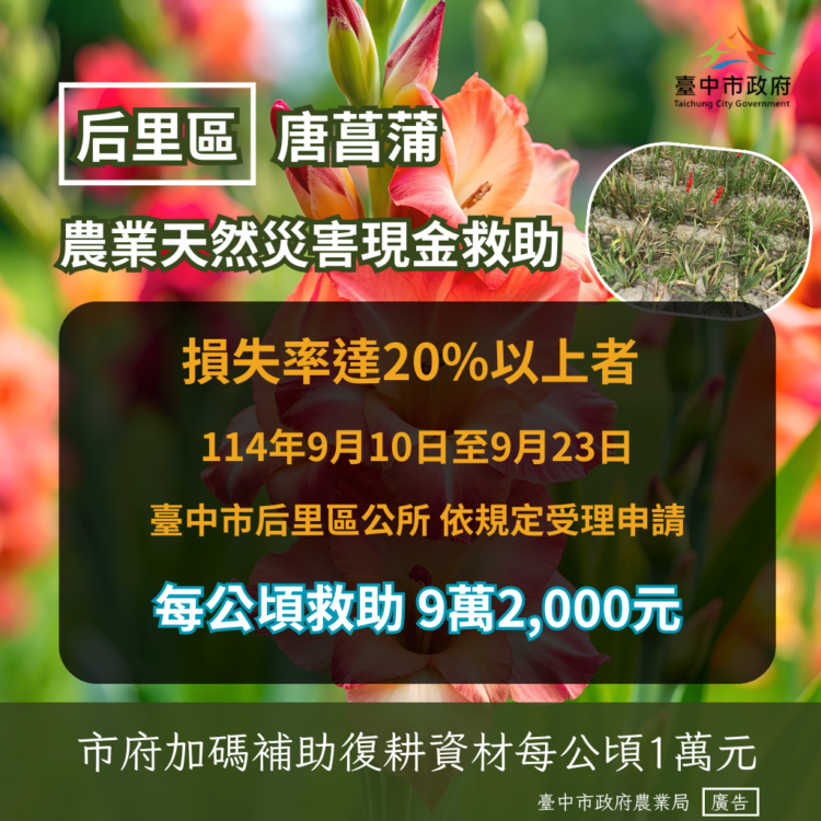 后里區唐菖蒲受災　9/23前可申請現金救助