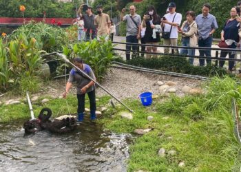 揭密黑天鵝長居秋紅谷原因!中市邀您中秋節「賞鵝踏青」