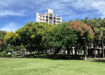 金黃欒花迎秋盛放-中市建設局邀市民共賞繽紛花景