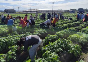 洋芋控別錯過!-農業局輔導后里「薯意聯合」嘉年華10/4登場