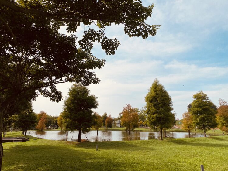 秋意漸濃！后里環保公園落羽松、黃波斯交織如畫　網友驚呼「全爆開了」！