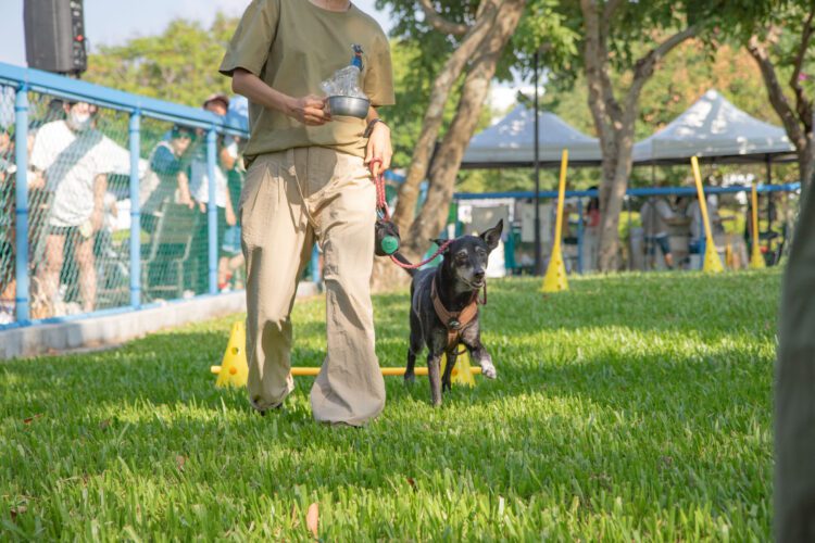 環境劇帶你走入動物之家-中市「蹓蹓市集－sweet-home」10/18熱鬧登場！