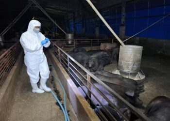 養豬場疑似非洲豬瘟-中市府：啟動四大防疫措施-全力配合農業部防疫