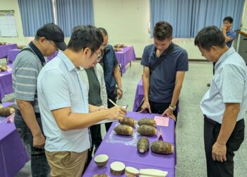 台中市大安區優質芋頭評鑑-黃至青勇奪大安芋頭冠軍！